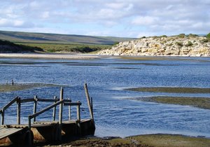 Could the Cape Otter be a potential indicator of water pollution levels?